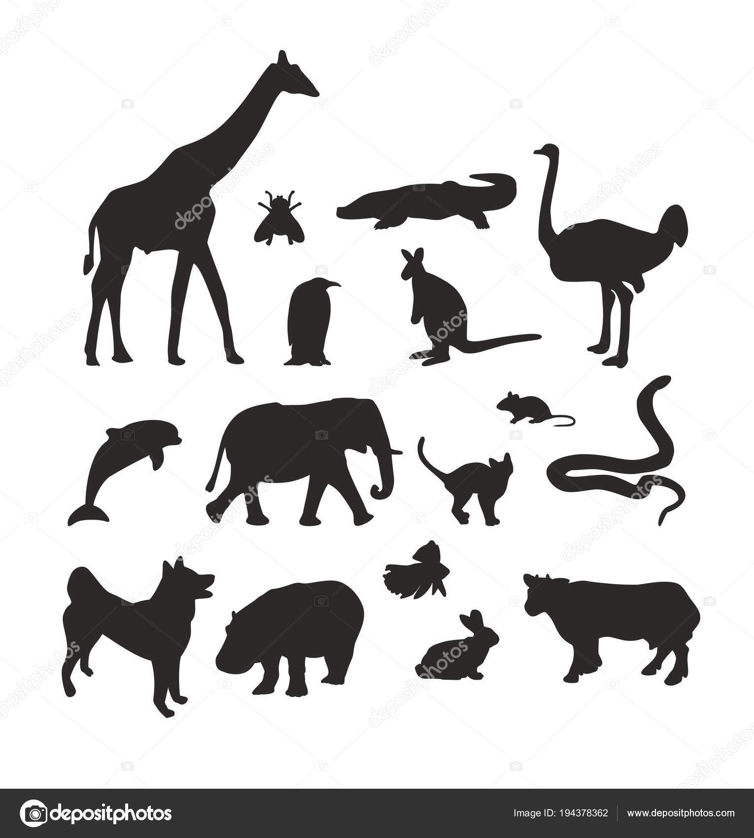 Imágenes: animales domesticos blanco y negro | Colección Blanco Negro