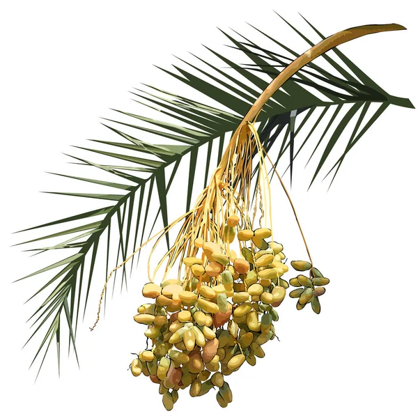 Datlová palma (Phoenix L.) - větev listová a ovocná s ovocem — Stockový vektor