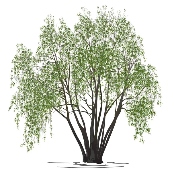 Ιτιά με πράσινα φύλλα (Salix alba L.) το καλοκαίρι — Διανυσματικό Αρχείο