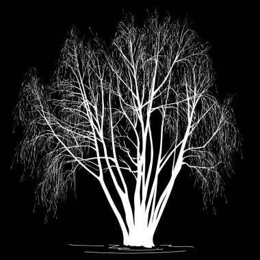 Söğüt silueti (Salix alba L.) kışın yapraksız.
