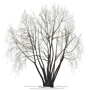 Söğüt (Salix alba L.) kışın yapraksız