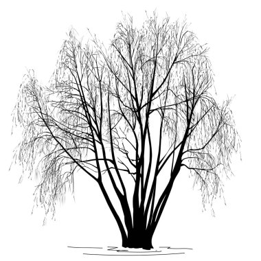 Söğüt silueti (Salix alba L.) kışın yapraksız.