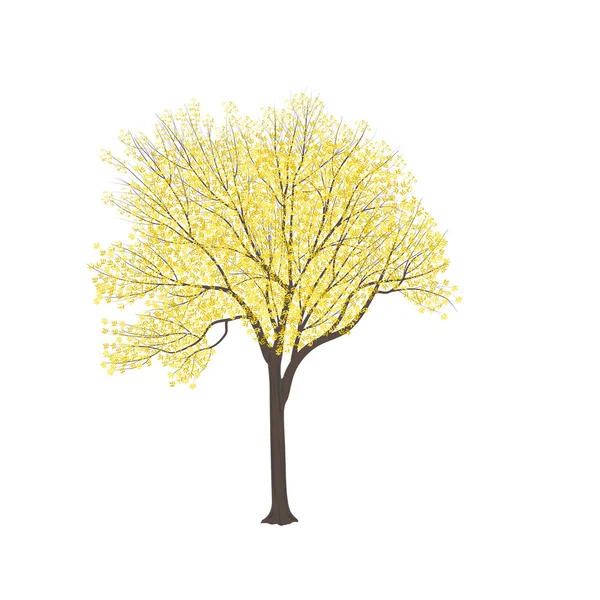 Frêne aux feuilles jaunes — Image vectorielle