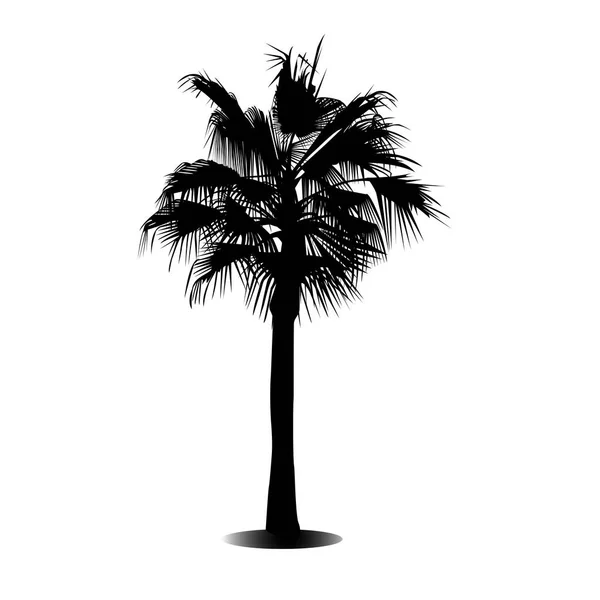 Eine Palme — Stockvektor