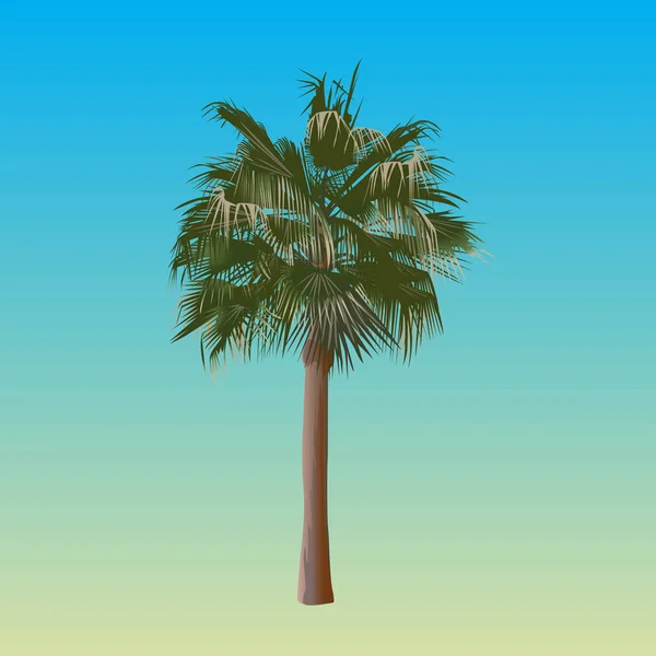 Una palmera — Vector de stock