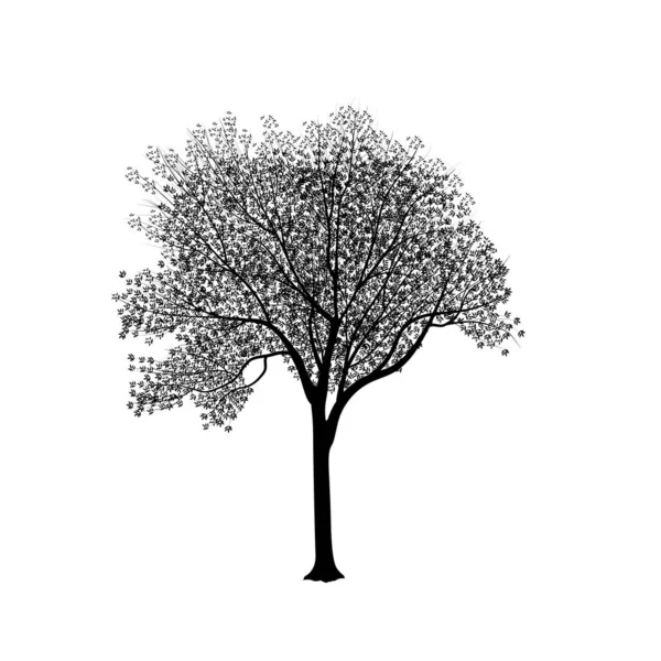 Silhouette: an ash-tree with leaves — Stock Vector