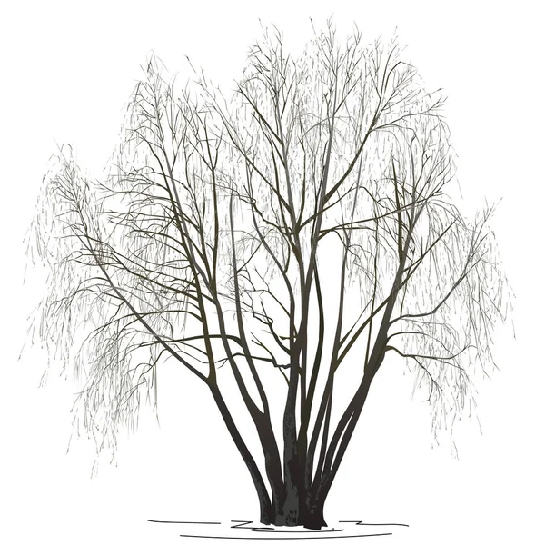 Söğüt (Salix alba L.) kışın yapraksız