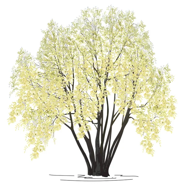 Le saule fleuri (Salix alba L.) au printemps — Image vectorielle