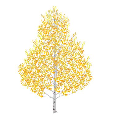 Sonbaharda huş ağacı