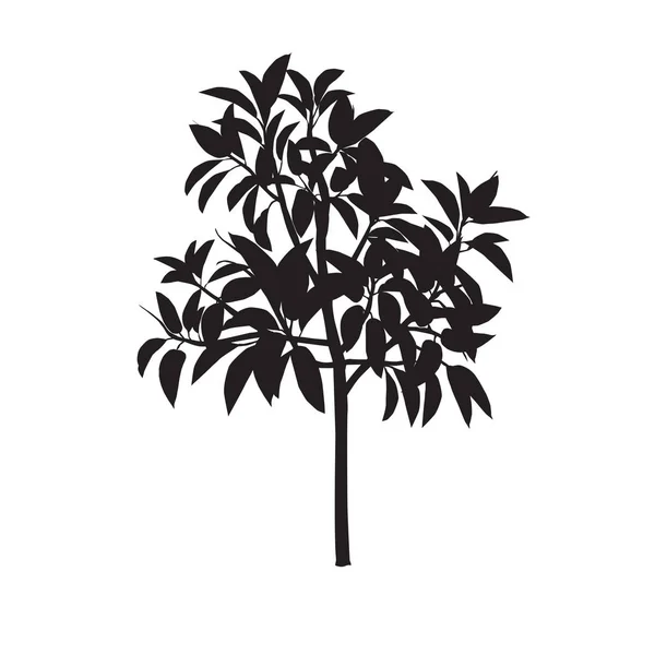 Ficus (Feige) Silhouette — Stockvektor