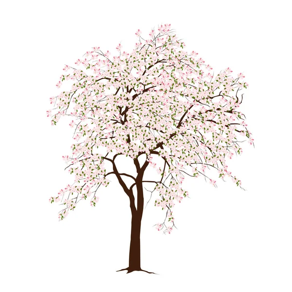Der blühende Apfelbaum im Frühling — Stockvektor