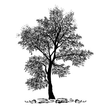 Zeytin, Maslin (Olea europaea L.), ayrı bir ağacın silueti.