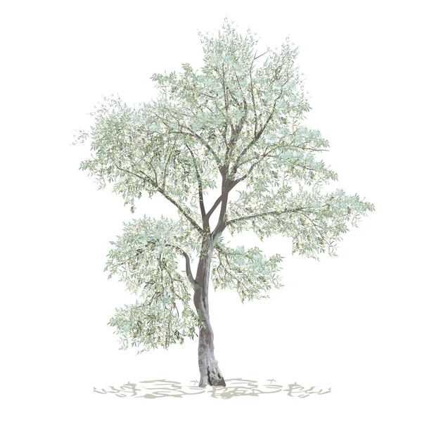 Oliva, maslin (Olea europaea L.), árbol separado — Vector de stock