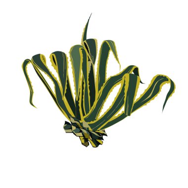 Agave Amerikan renkleri