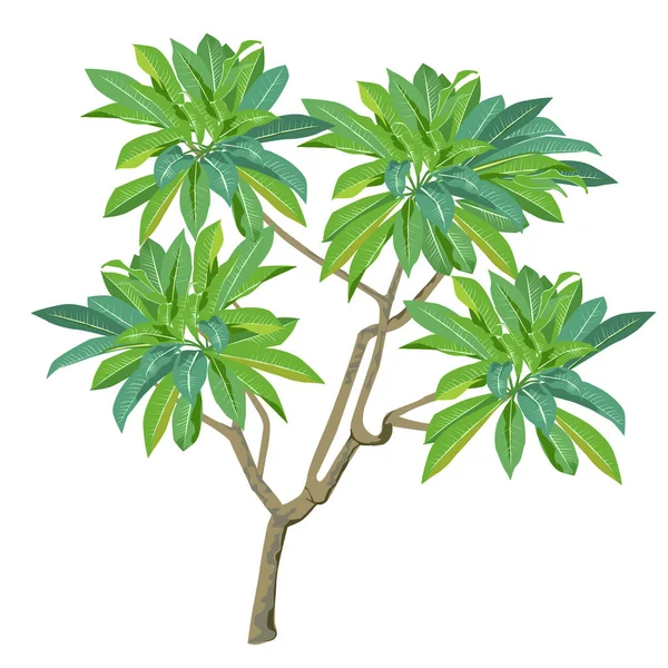 Plumeria plant in color — Stock Vector