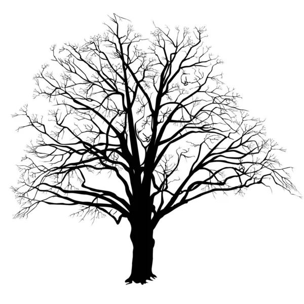 Oak tree silhouette with fallen leaves black and white — Stock Vector