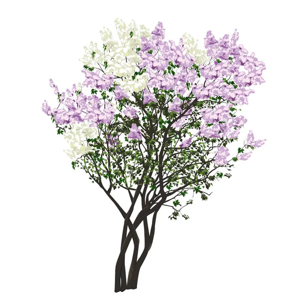 Arbustos do lilás branco e violeta florescente — Vetor de Stock