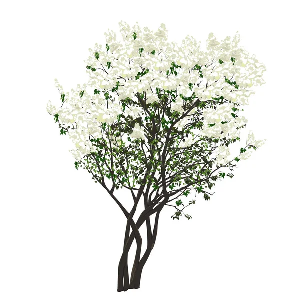 Bush do lilás branco florescente — Vetor de Stock