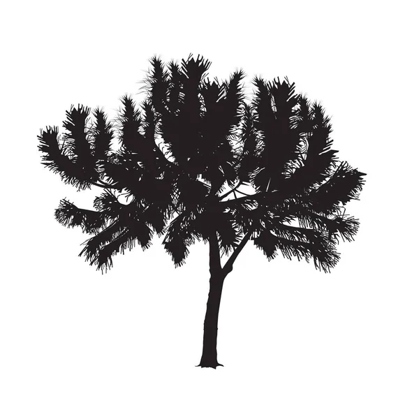 Silueta del pino del sur sobre fondo blanco — Vector de stock