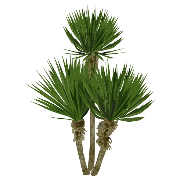 Pianta grande di una yucca — Vettoriale Stock