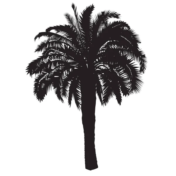 Silueta de palmera datilera con frutos — Vector de stock