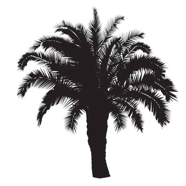 Silueta de una palmera datilera — Vector de stock