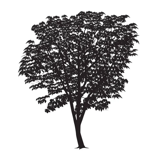 Kastaniensilhouette auf weißem Hintergrund — Stockvektor