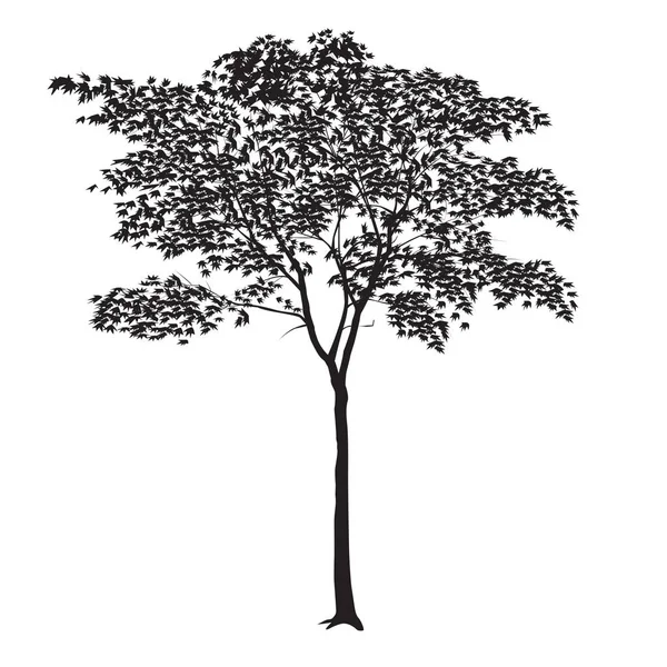 Ahornsilhouette mit Blättern — Stockvektor