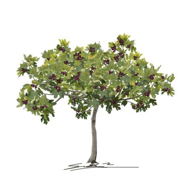 Genç incir ağacı (Ficus carica L.) yazın meyve verir.