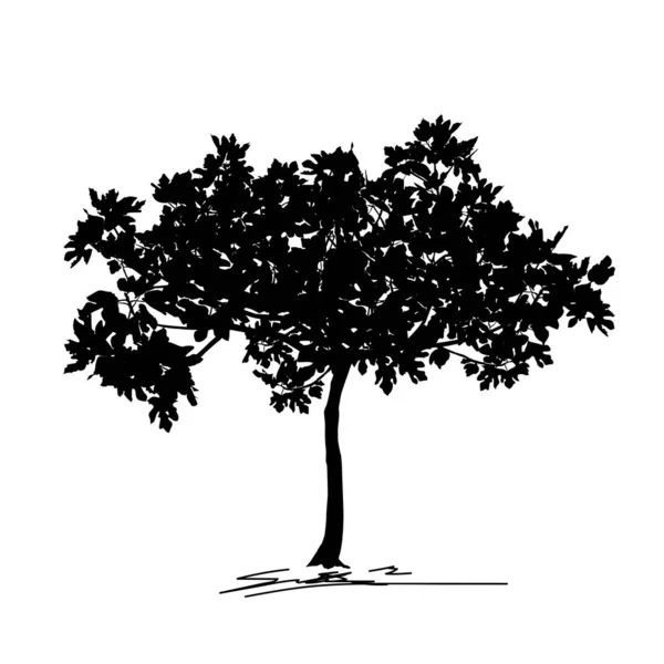 イチジクの木の若い木のシルエット(Ficus carica L — ストックベクタ