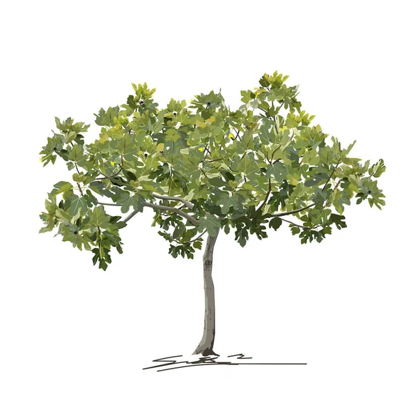 Nyáron (tavasszal) fiatal fügefa (Ficus carica L.)) — Stock Vector