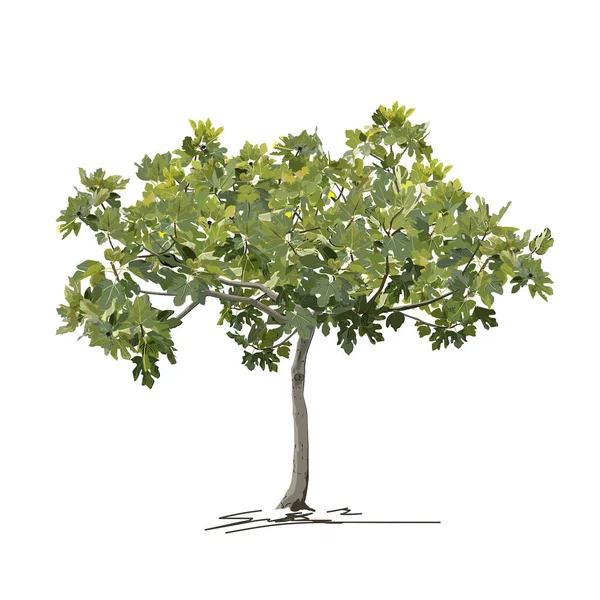 Yazın genç incir ağacı (Ficus carica L.) (ilkbahar))