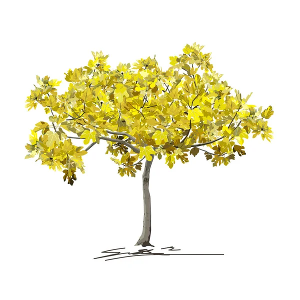 Higuera joven (Ficus carica L.) en otoño — Vector de stock