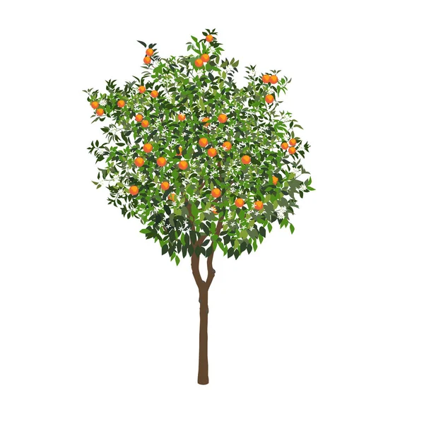 Pohon jeruk dengan buah-buahan dan bunga - Stok Vektor