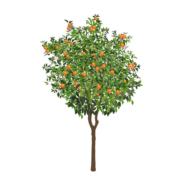 Drzewo pomarańczowe z owocami — Wektor stockowy