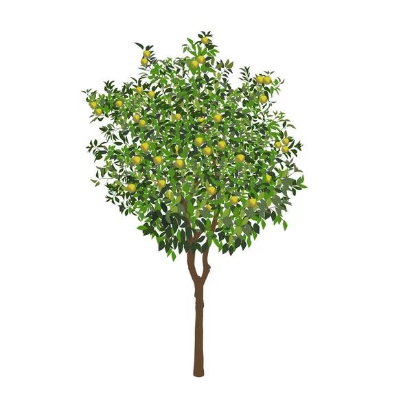 Orange tree with unripe fruits — Stock Vector