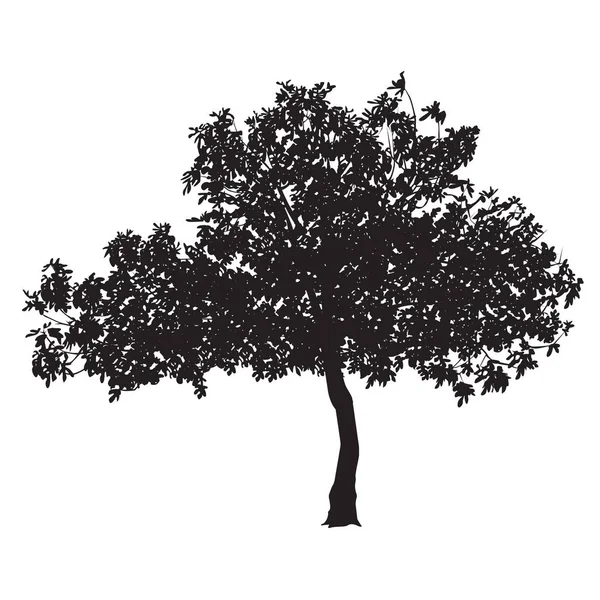 Fig tree silueta — Stockový vektor