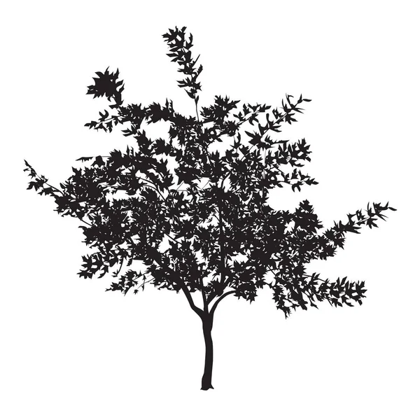 Silueta mladého stromu s listy — Stockový vektor