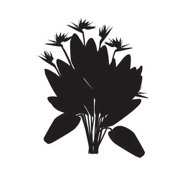 Silueta de la floreciente strelitzia real — Vector de stock