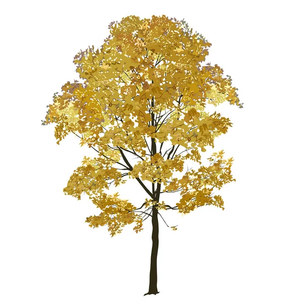 Großer Ahorn mit gelben Blättern im Herbst — Stockvektor