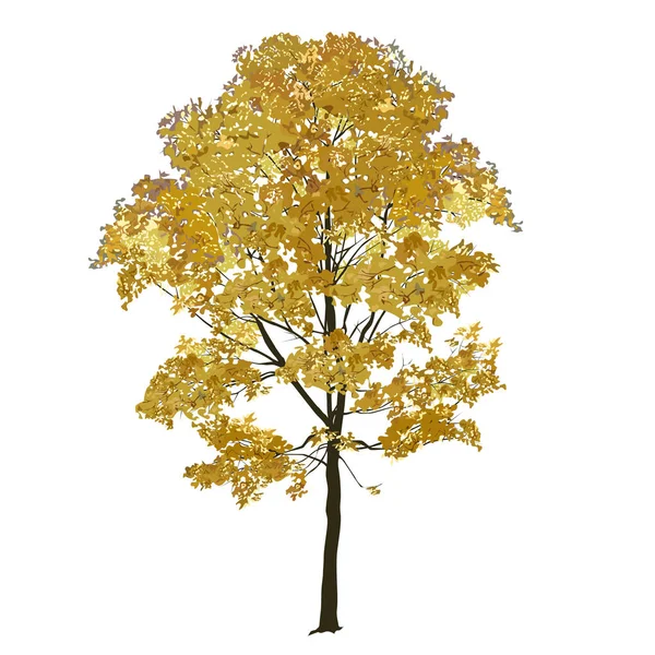 Big maple with yellow leaves in the fall — 스톡 벡터