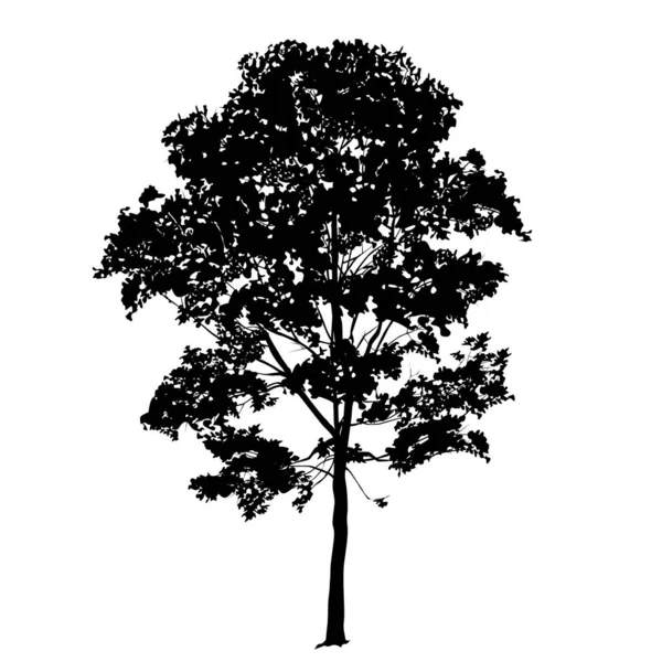 Silhouette d'un grand érable aux feuilles — Image vectorielle