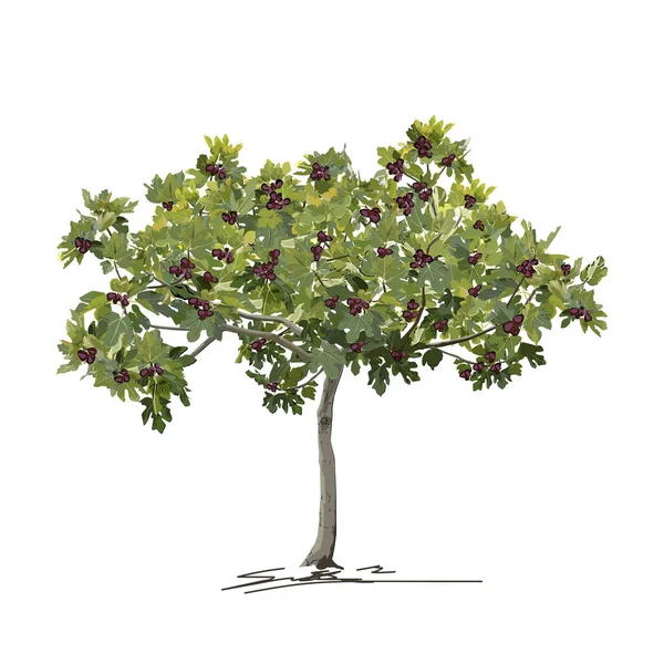 Young fig tree (Ficus carica L.) in summer with fruit — Stock Illustration Young fig tree (Ficus carica L.) in summer with fruit Vector Graphics