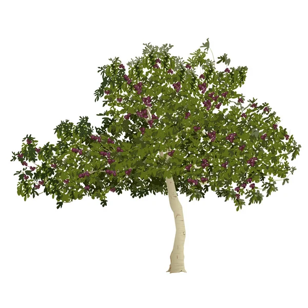 Fig tree in the summer with fruits — Stock Illustration Fig tree in the summer with fruits Royalty Free Stock Illustrations