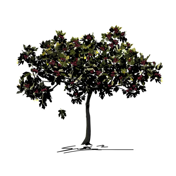 Młode drzewo figowe (Ficus carica L.) późnym latem z owocami, owocami i owocami — Wektor stockowy