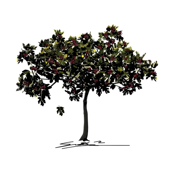 Genç incir ağacı (Ficus carica L.) yazın sonlarında meyveli, beleş