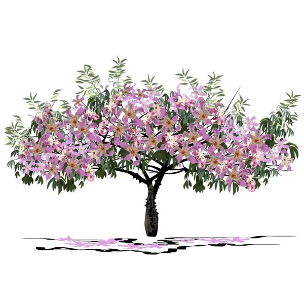 Young flowering tree Seiba (Ceiba Miller L.) — Stock Vector