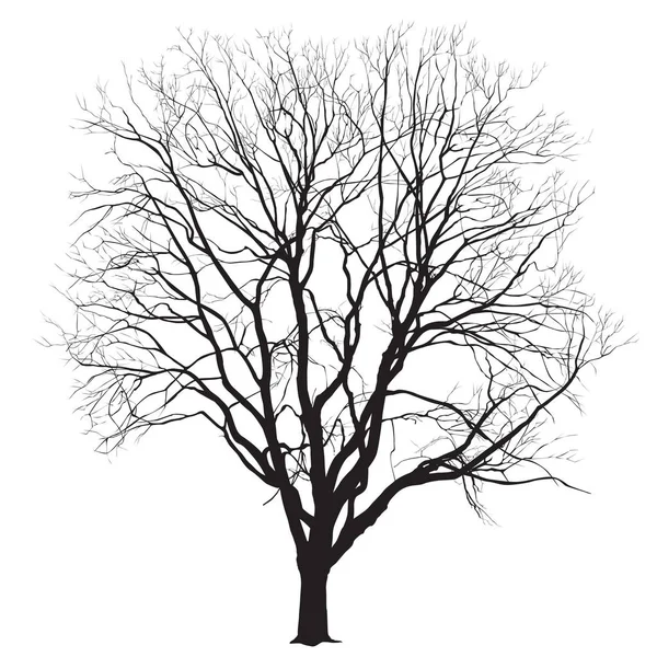 Silhouette d'un grand arbre en hiver — Image vectorielle