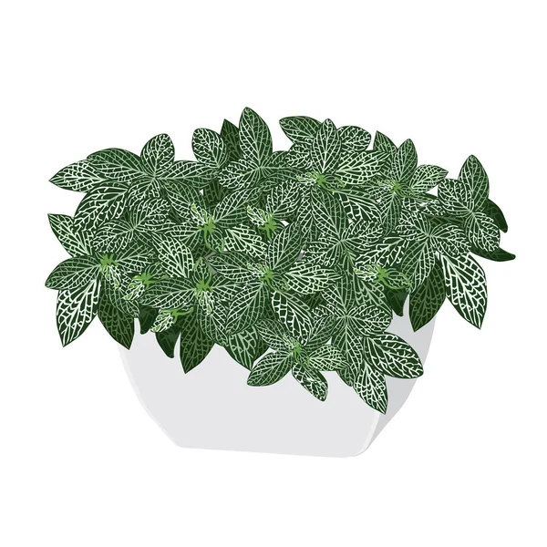 Fittonia silbrig (fittonia argyroneura) in einen Topf pflanzen — Stockvektor