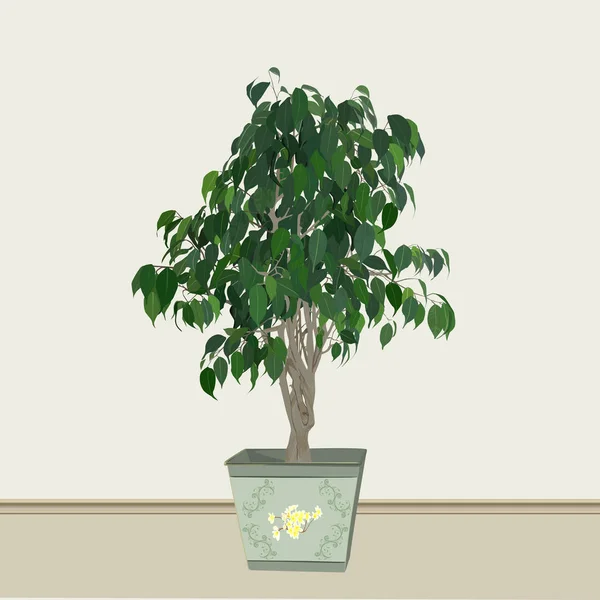 Фикус Бенджамина (Ficus benjamina) в кашпоте, цветной имаг — стоковый вектор